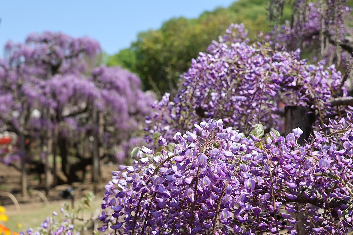 栃木県「あしかがフラワーパーク」