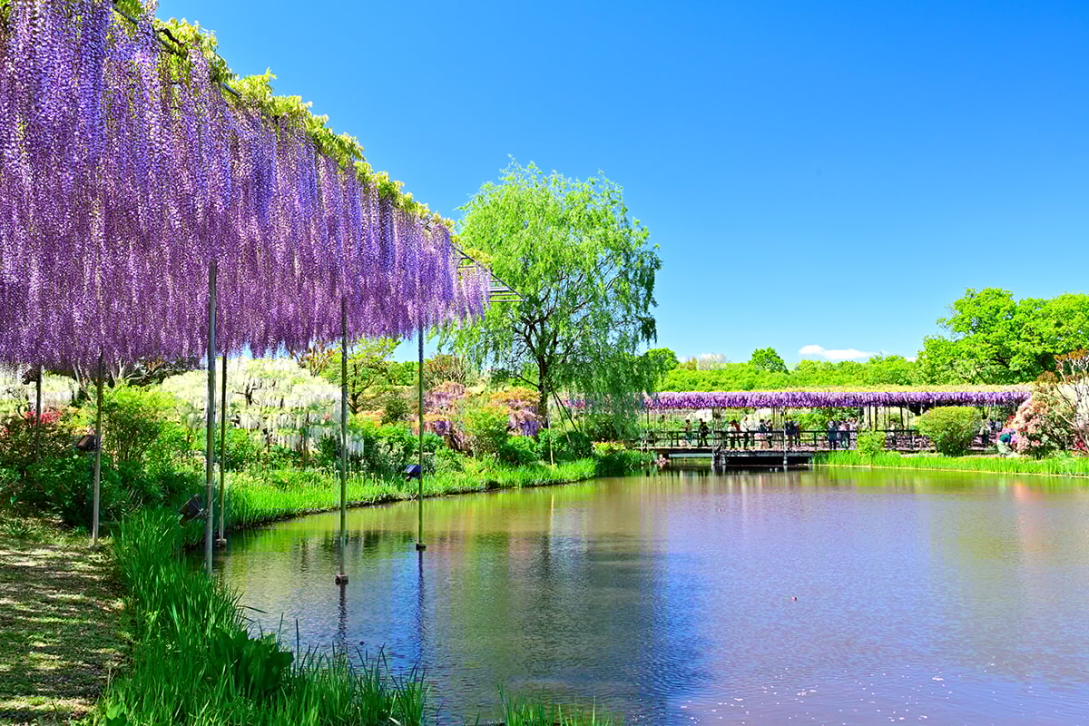 栃木県「あしかがフラワーパーク」
