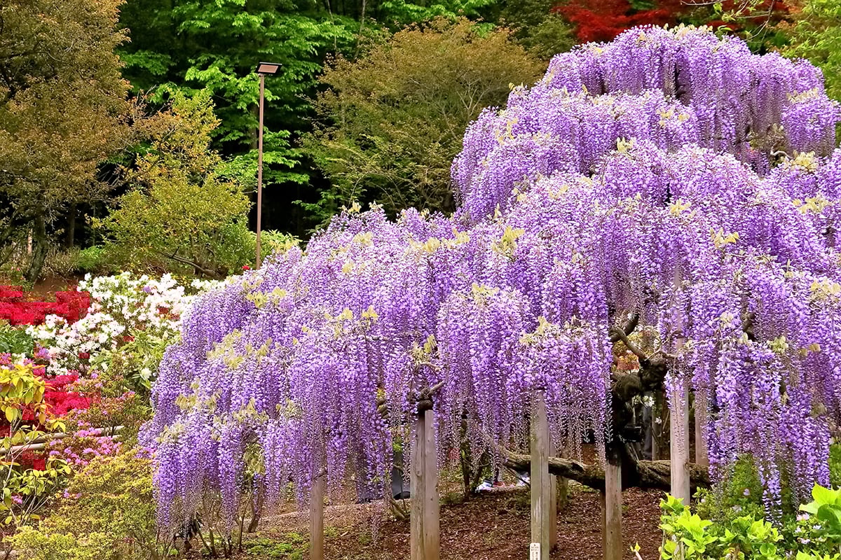 栃木県「あしかがフラワーパーク」