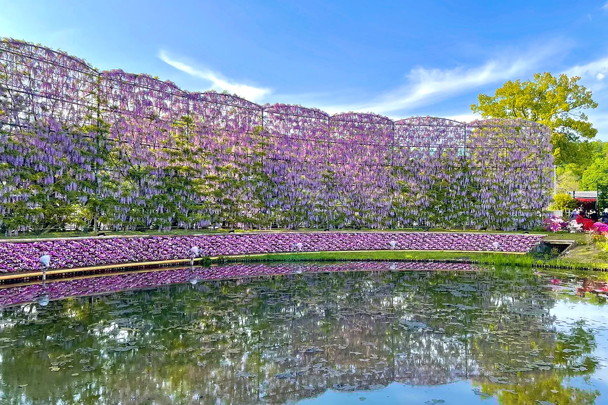 栃木県「あしかがフラワーパーク」