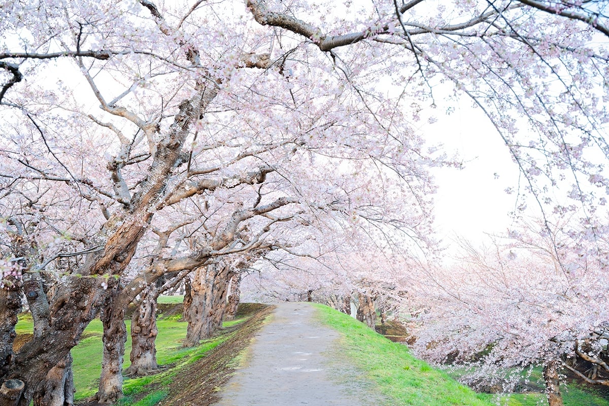 北海道「五稜郭公園」