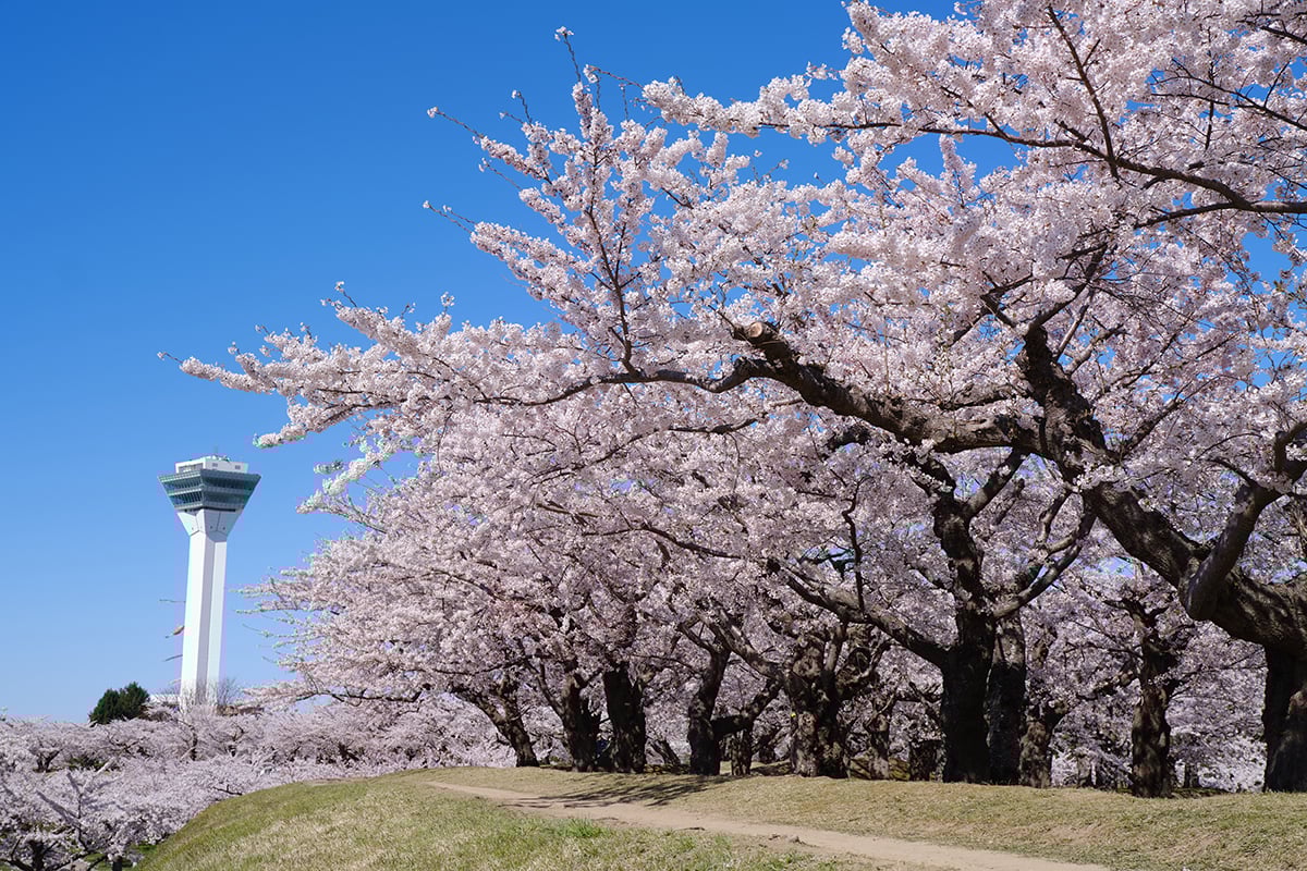 北海道「五稜郭公園」