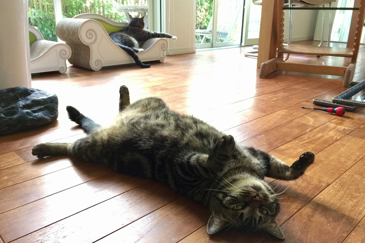 羽賀氏が語る「愛すべき日常」を象徴する一枚。猫がおなかを出して寝転ぶ光景は、空間・光・時間が重なり合う“Lifescape（暮らしの情景）”そのものだ。こうした日常の積み重ねこそが暮らしの質をつくる。LIXILが掲げる「愛すべき日常」は、まさにこうした瞬間を指している