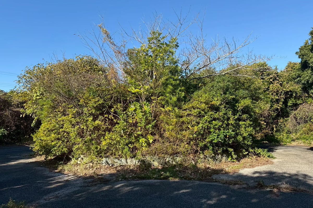 様々な植物が生い茂ってしまっている桜の木