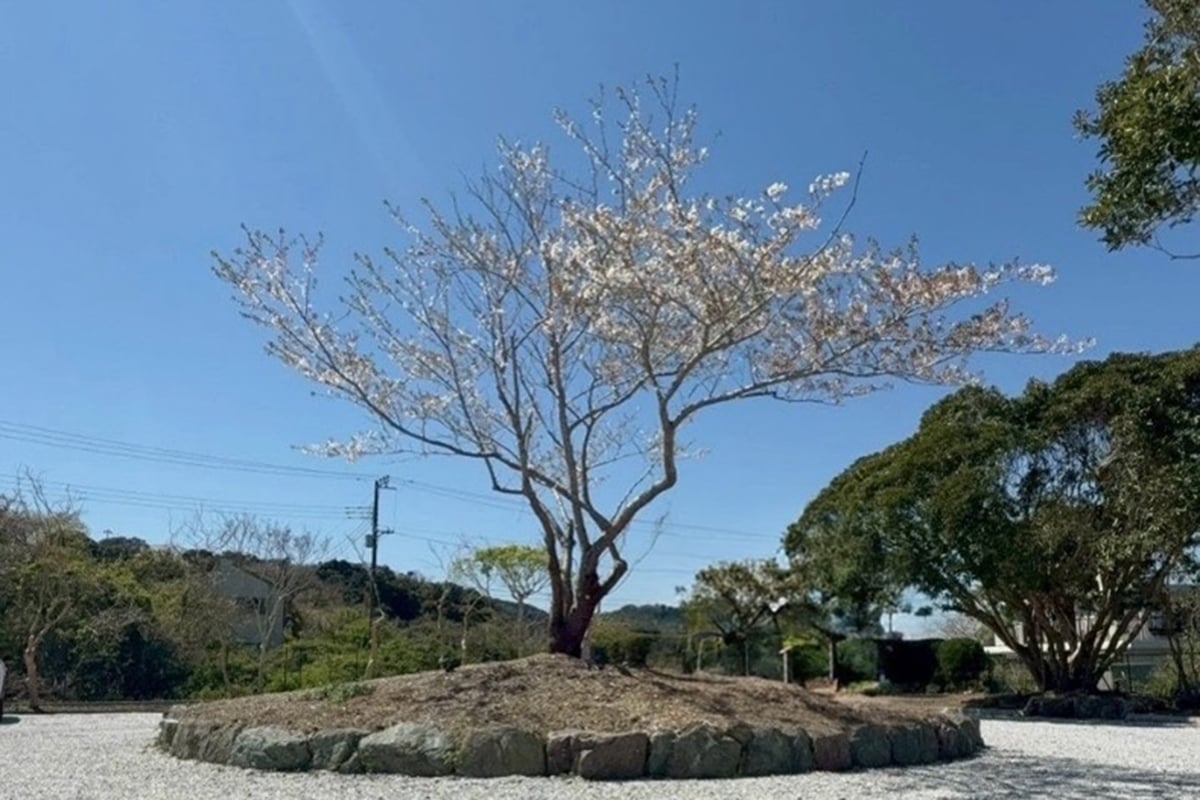 手入れをした庭の中心に佇む一本の桜の木