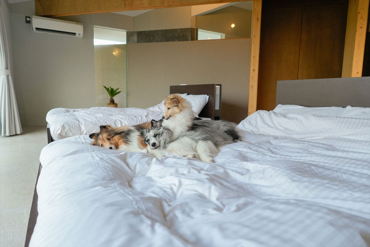 ベッドの上も愛犬と一緒にくつろぎタイム