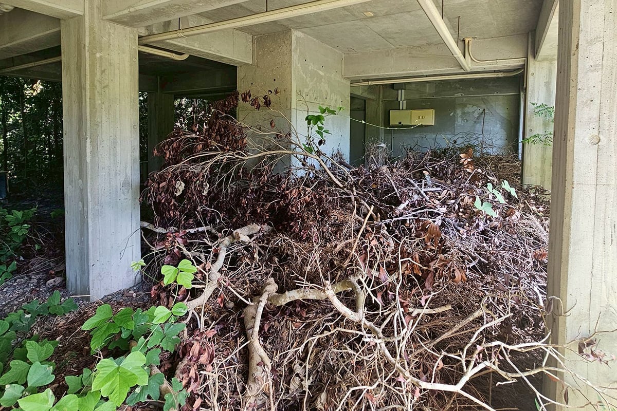 植物や枝が生い茂る1F