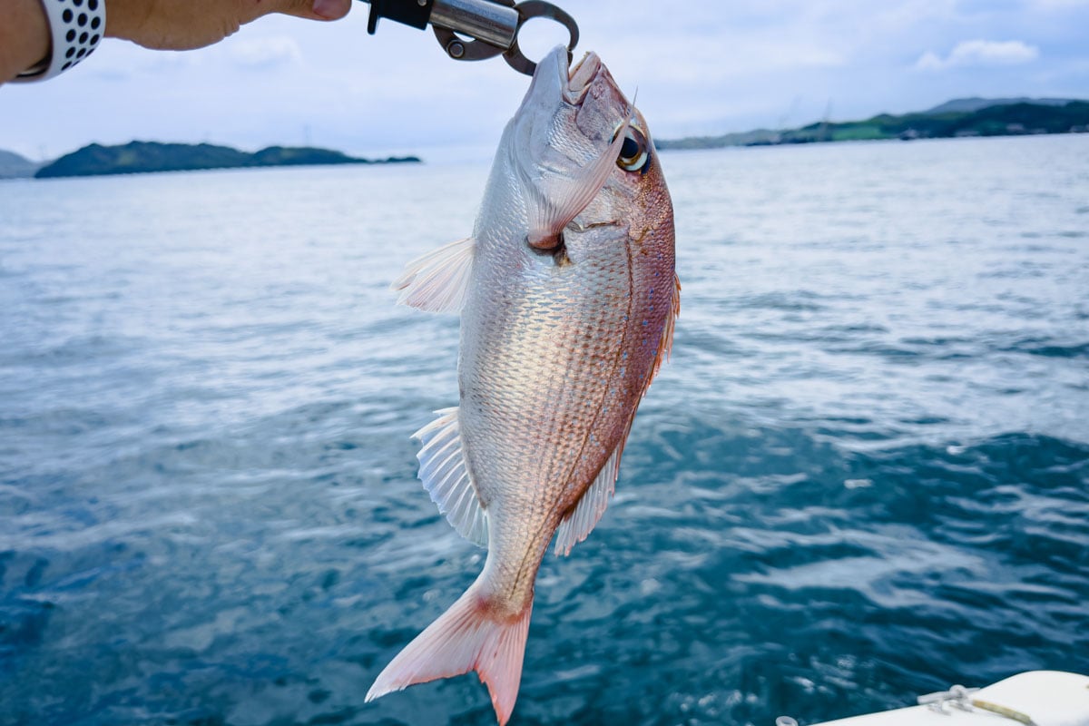 筆者が釣ったマダイ。小ぶりですがいい引きでした