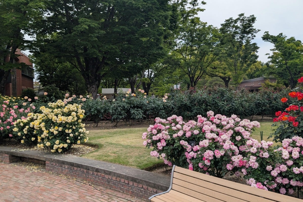 石橋文化センターはこの時期バラが満開。平日にも関わらず多くの市民が足を運んでいたのが印象的だった