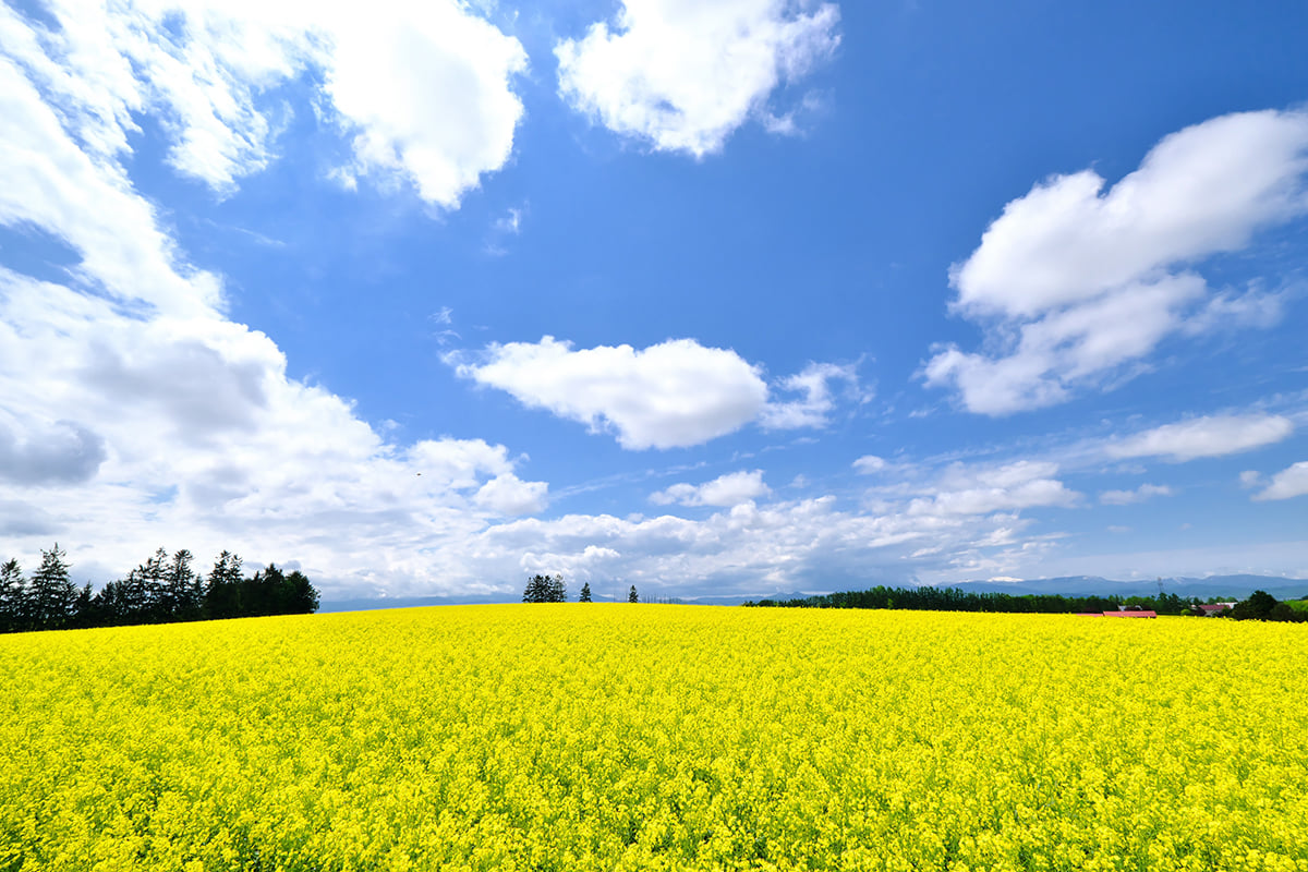 【滝川市】滝川の菜の花畑