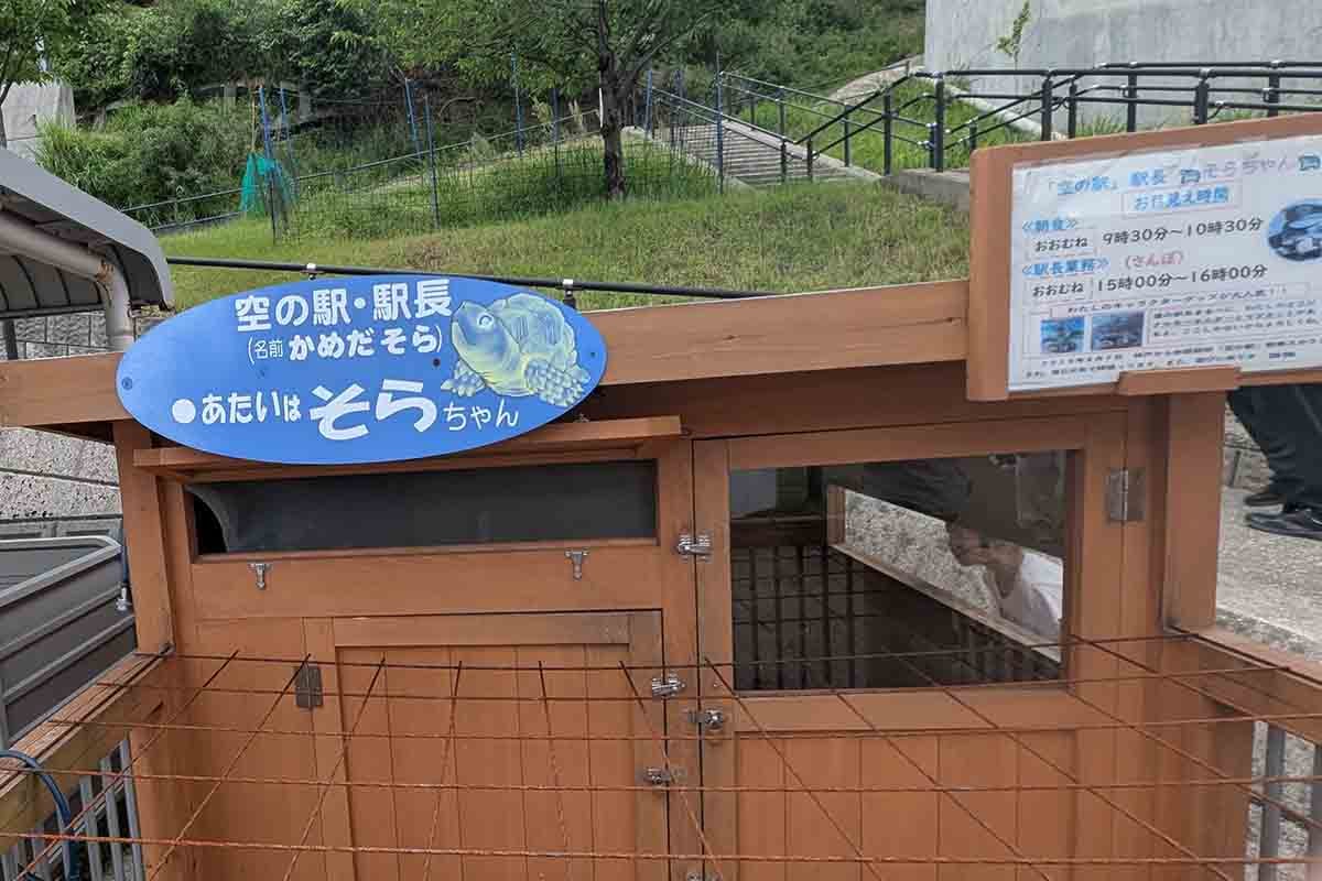 リクガメのそらちゃん