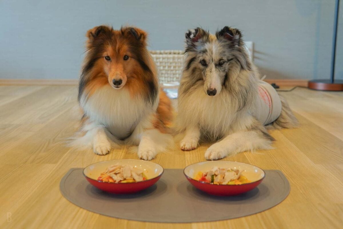 夕食付きプランなら、愛犬用の食事を1頭につき1食プレゼント