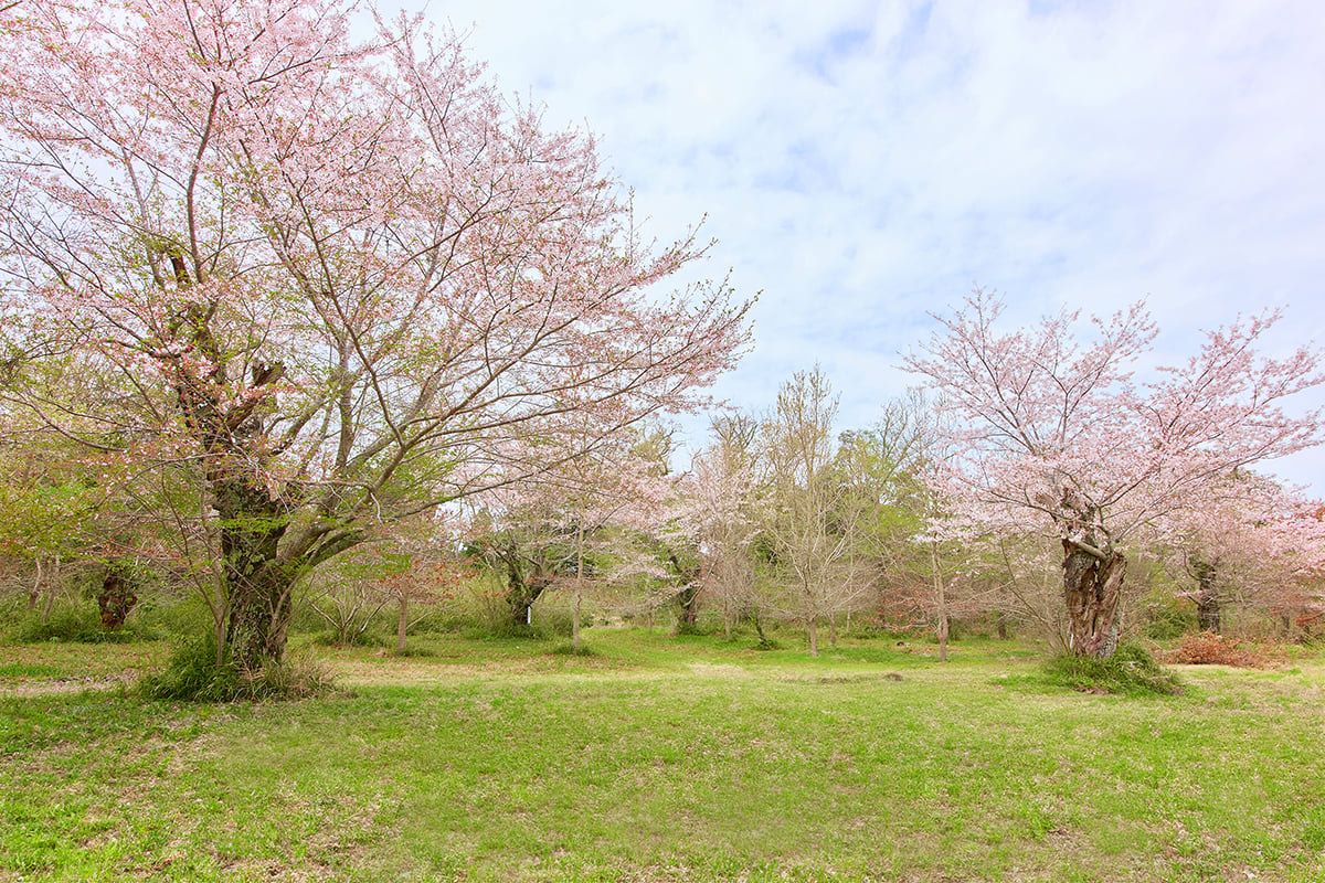 春には大きな桜の木の下で贅沢なお花見キャンプを楽しむことも可能