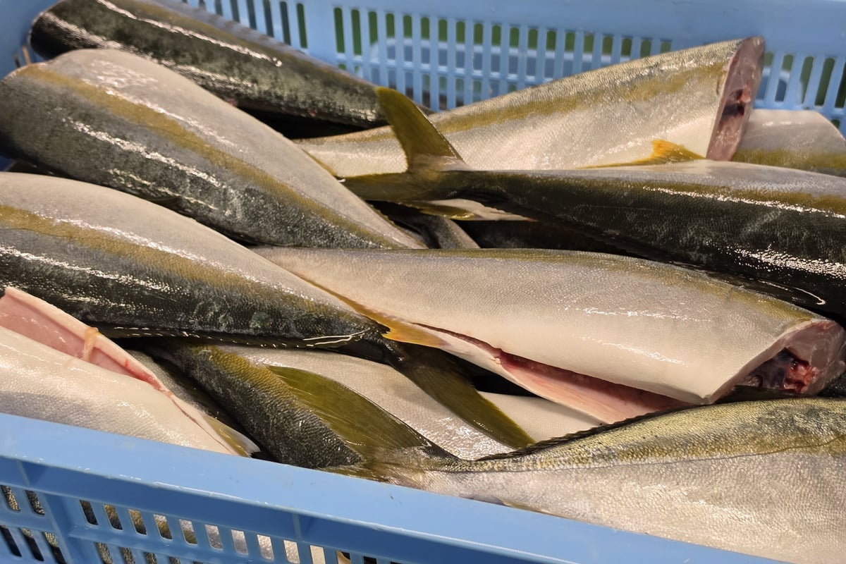 加工を待つ魚。市場での評価は、魚種だけでなくサイズ、水揚げ量、季節、地域の食文化によっても変わる。食べられるのに流通へ乗りにくい魚を受け入れ、別の価値へ変えていくのがフィシュル!の役割だ