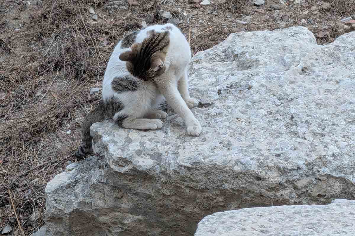 トルコといえば野良猫。そこかしこに人懐っこい猫がいる