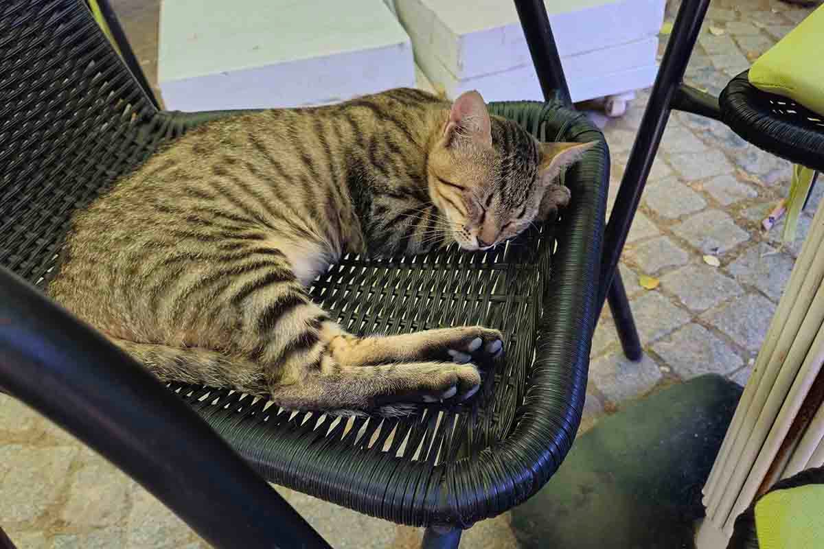 イスタンブールで見かけた猫2
