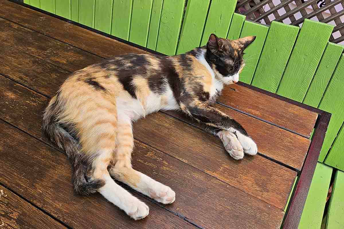 イスタンブールで見かけた猫1