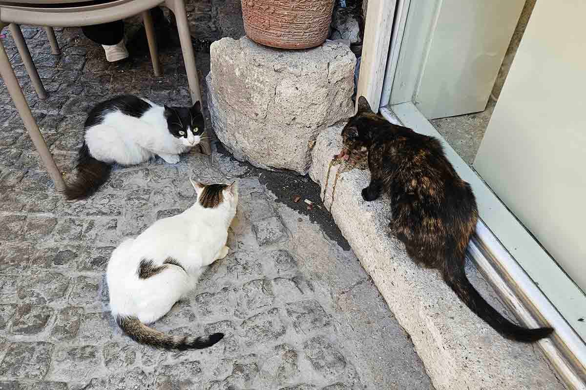 イスタンブールで見かけた猫345