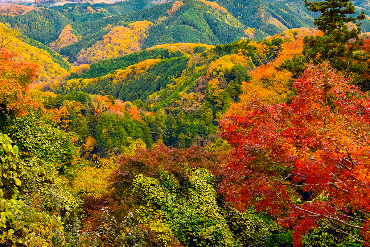 東京都「高尾山」