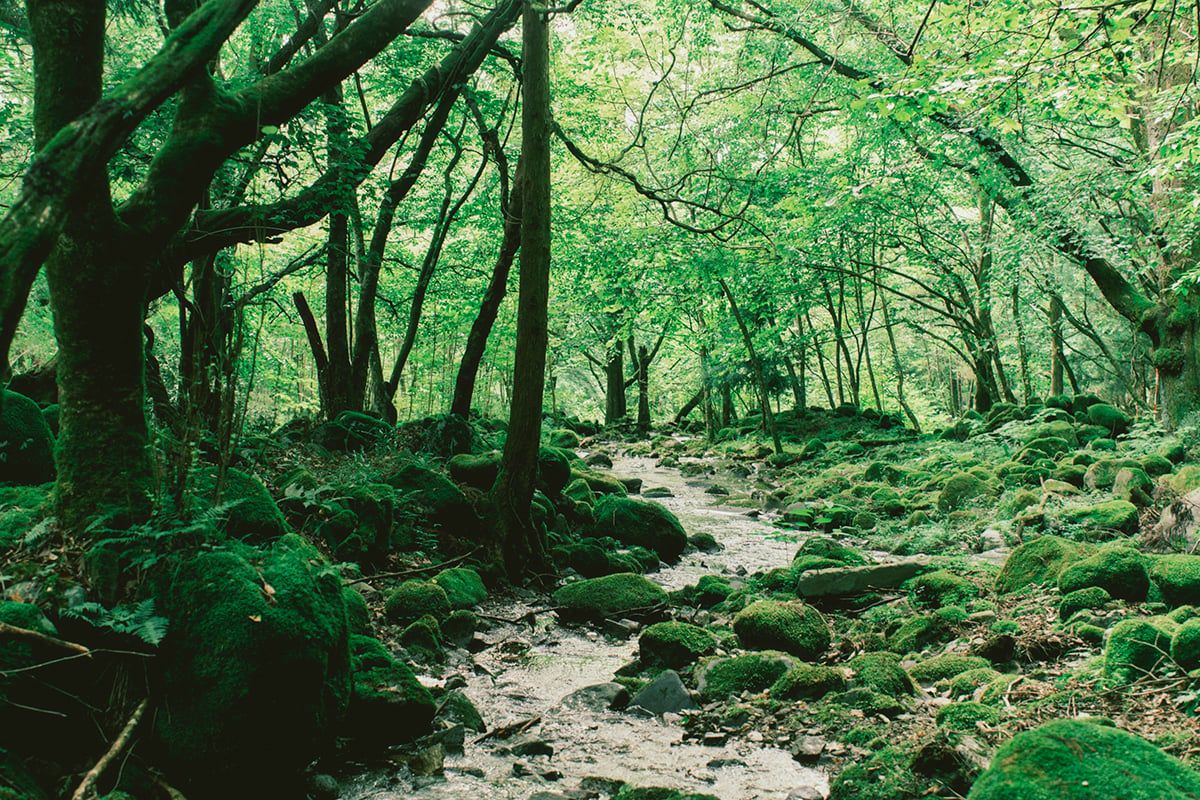 田母沢川