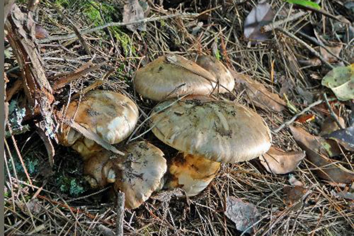 丹波地域「丹波マツタケ」