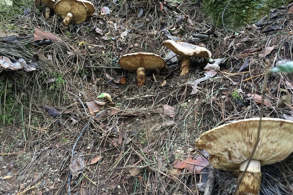 丹波地域「丹波マツタケ」