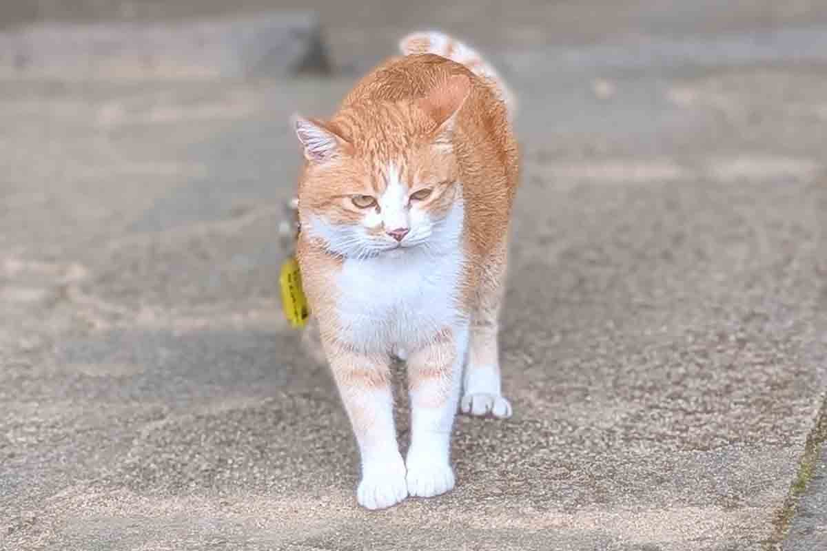 城主「さんじゅーろー」
