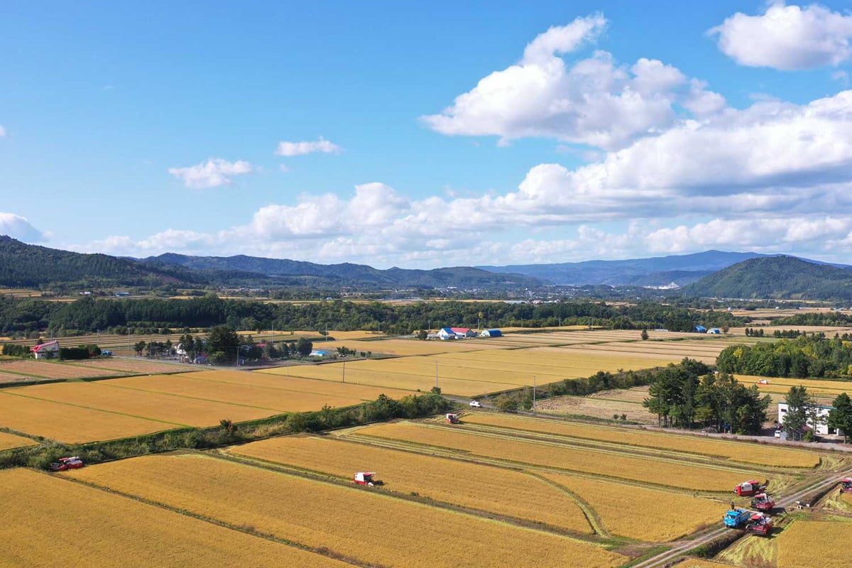 北海道「ゆめぴりか」