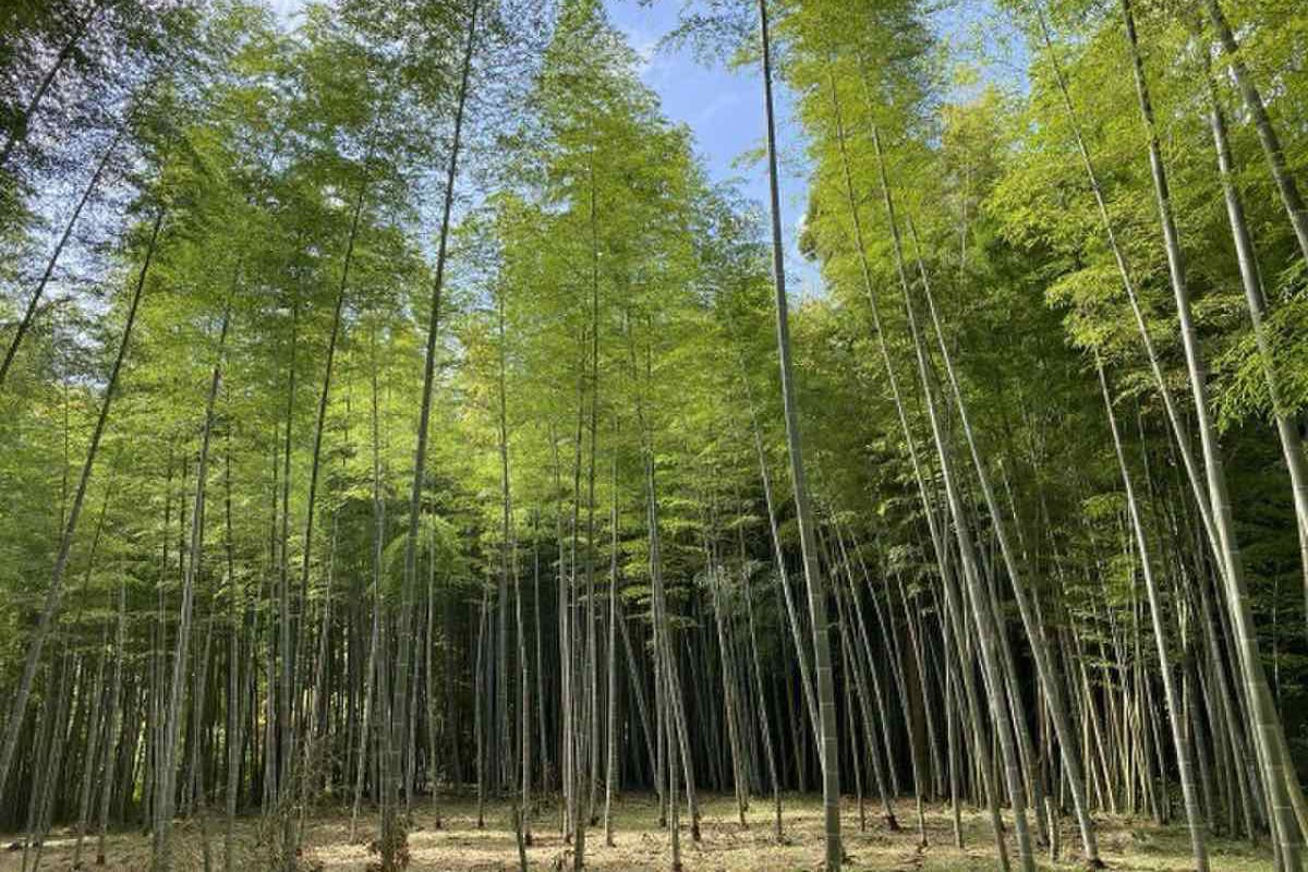 1000平米の竹林をまるごと貸し切るキャンプ場「BAMBOO BASE KATSUURA（バンブーベース勝浦）」