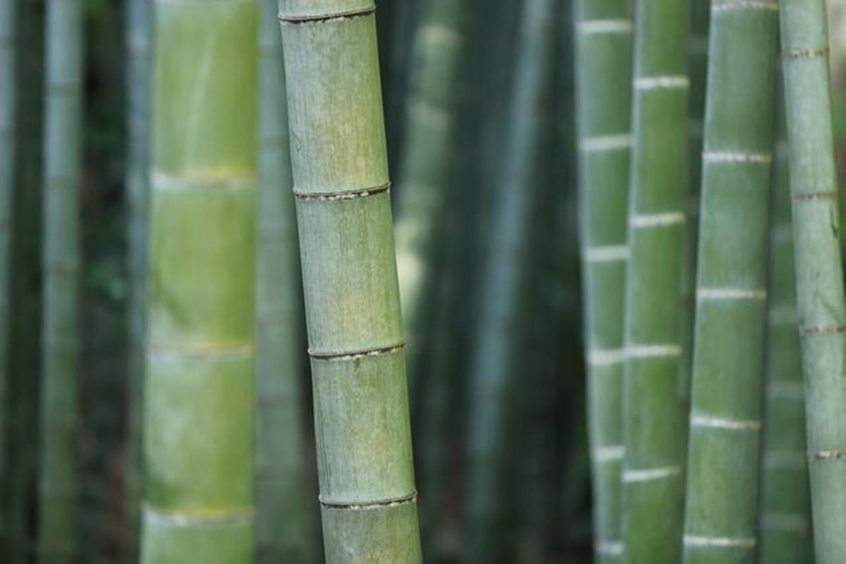 1000平米の竹林をまるごと貸し切るキャンプ場「BAMBOO BASE KATSUURA（バンブーベース勝浦）」