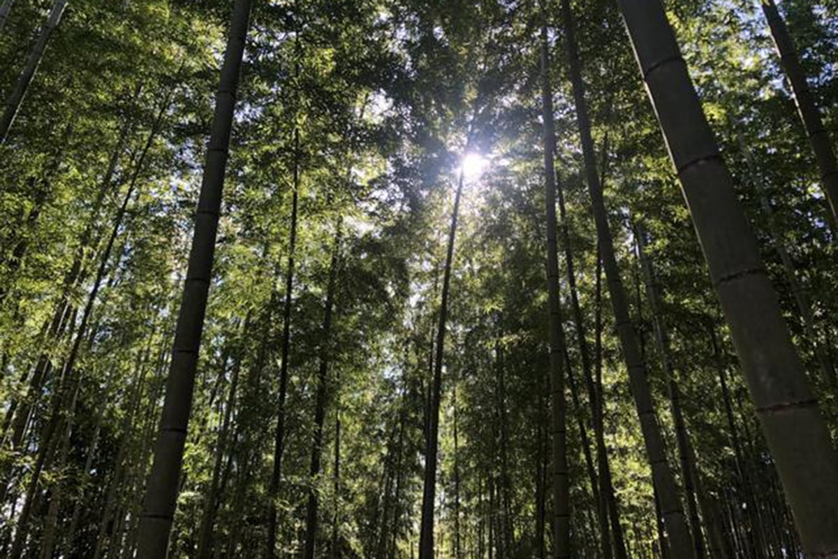 1000平米の竹林をまるごと貸し切るキャンプ場「BAMBOO BASE KATSUURA（バンブーベース勝浦）」