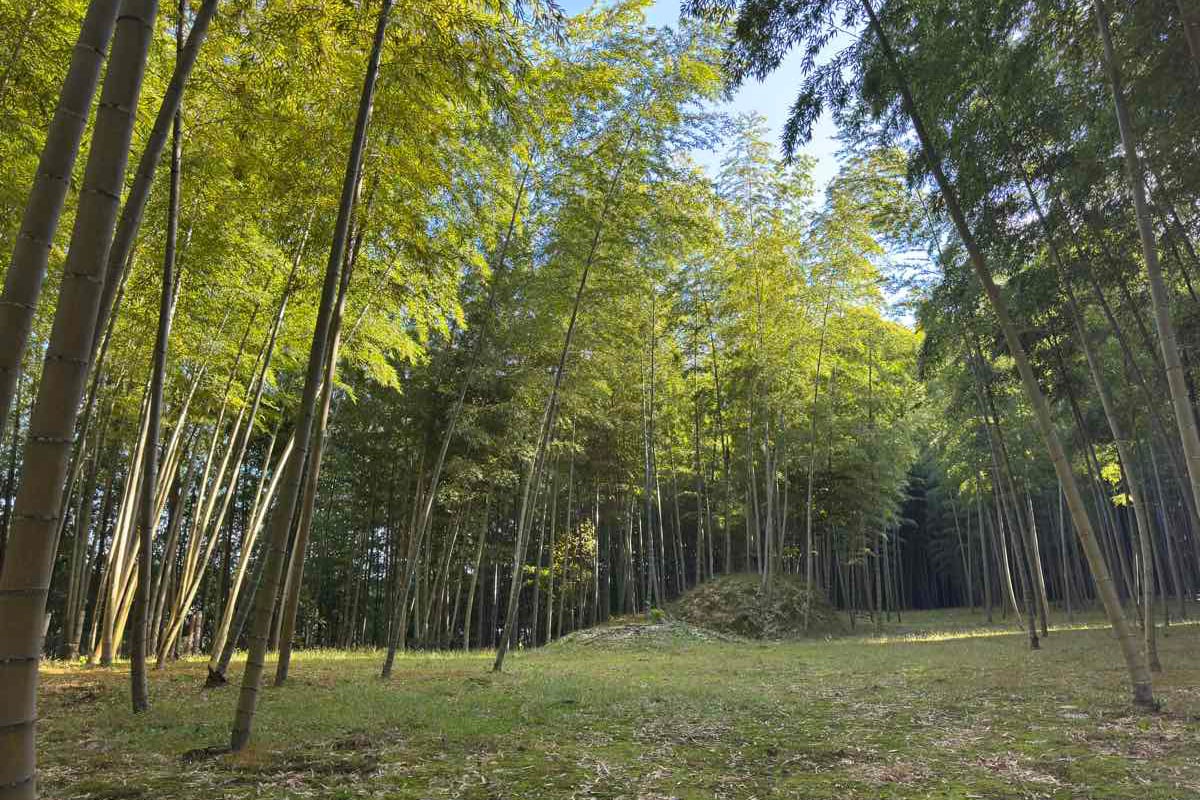 1000平米の竹林をまるごと貸し切るキャンプ場「BAMBOO BASE KATSUURA（バンブーベース勝浦）」